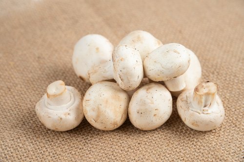 Efficient mushroom cultivation – why quality equipment matters?